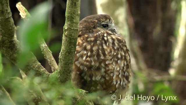 Morepork - ML201451101