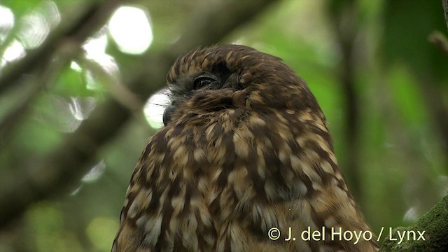 Morepork - ML201451111