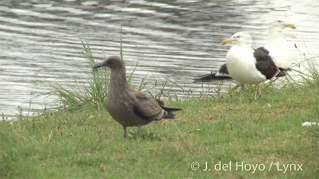 Kelp Gull - ML201451181