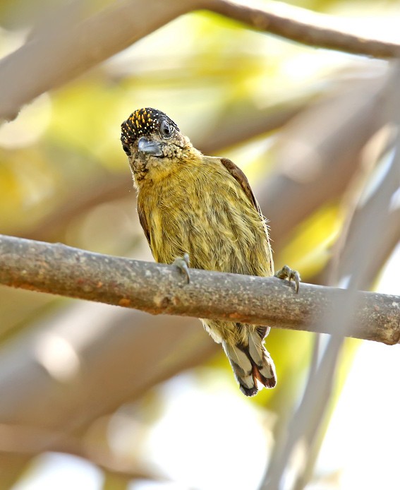 Olivaceous Piculet - ML20145131