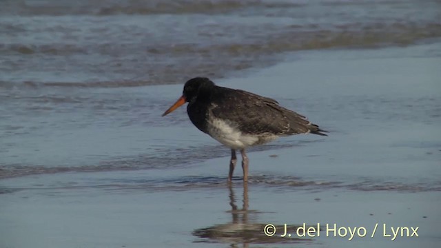 Variable Oystercatcher - ML201451441