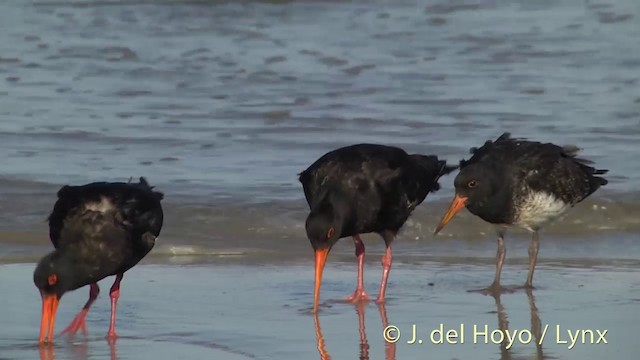 Variable Oystercatcher - ML201451451