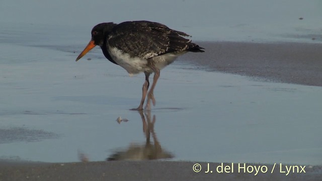 Variable Oystercatcher - ML201451461