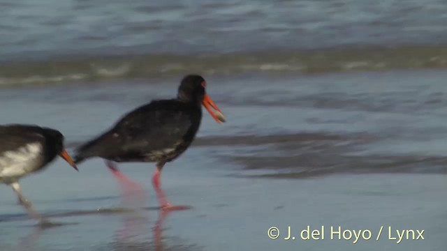 Variable Oystercatcher - ML201451471