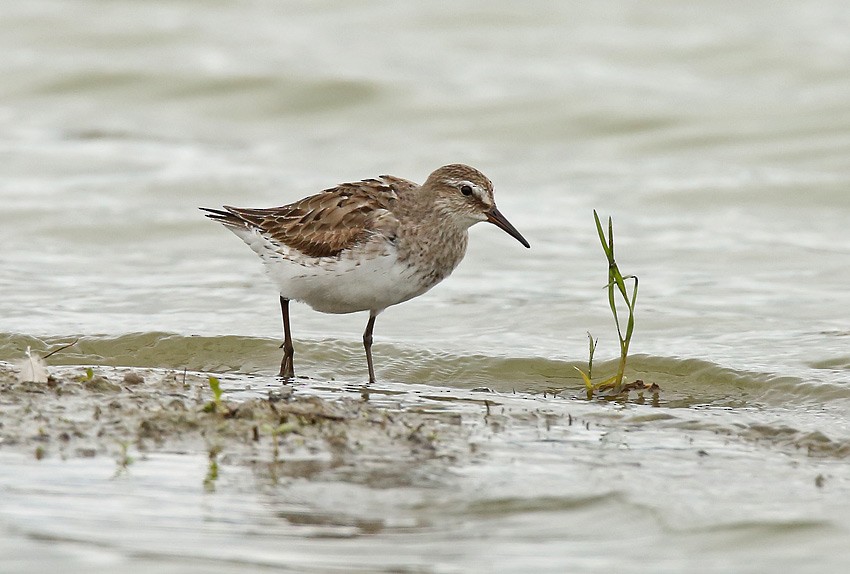 White-rumped Sandpiper - ML20145151