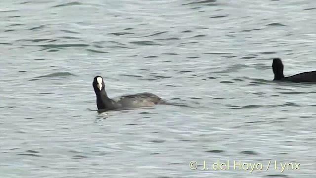 Eurasian Coot - ML201451801