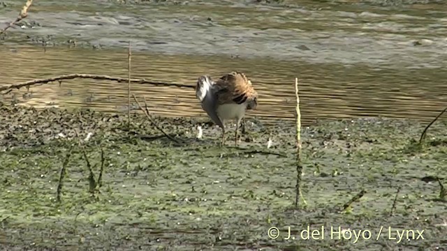 Common Snipe - ML201451811