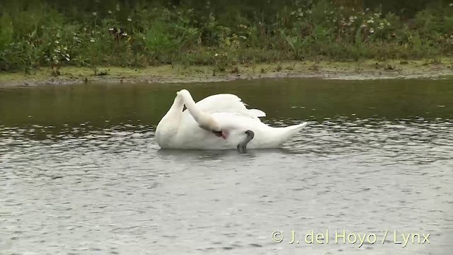 Mute Swan - ML201451821