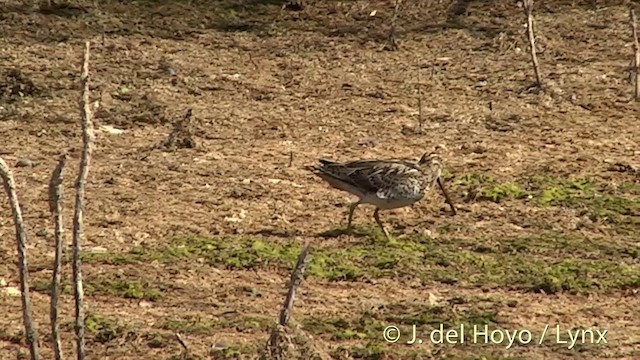 Common Snipe - ML201451831