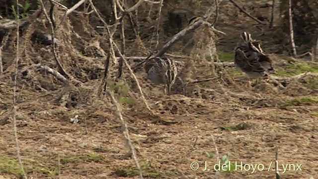 Common Snipe - ML201451841