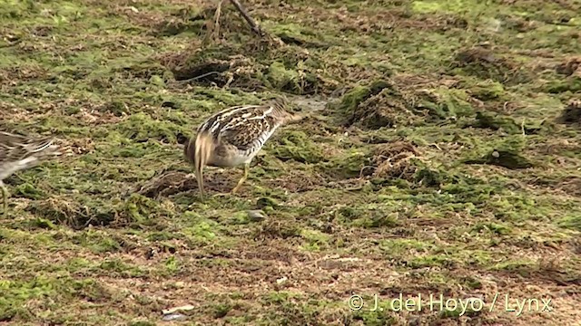 Common Snipe - ML201451851