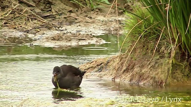 Eurasian Moorhen - ML201451871