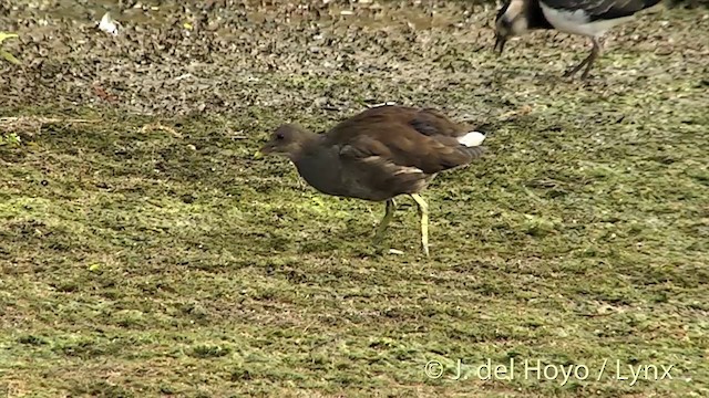 Eurasian Moorhen - ML201451891