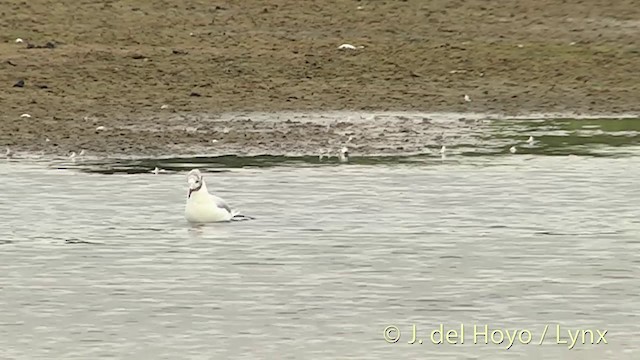 Gaviota Reidora - ML201451901