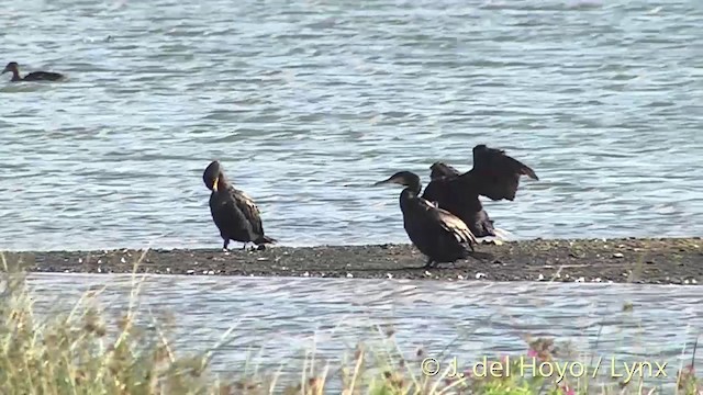 Cormorán Grande (Atlántico norte) - ML201451951