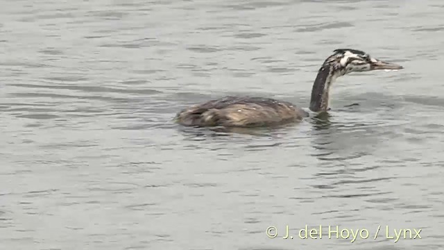 Great Crested Grebe - ML201451971
