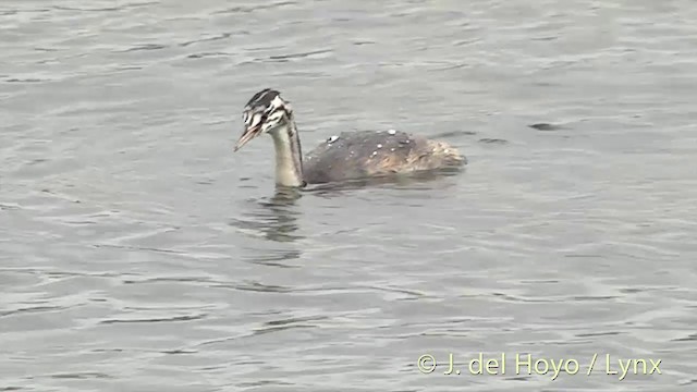 Great Crested Grebe - ML201451981