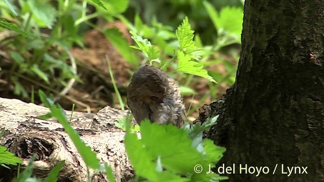 Dunnock - ML201451991