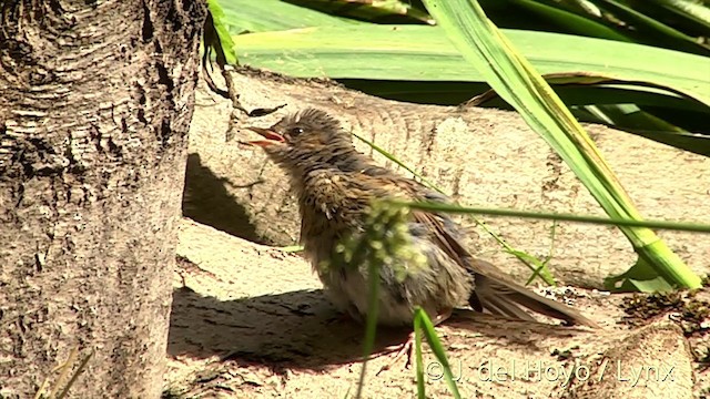 Dunnock - ML201452001