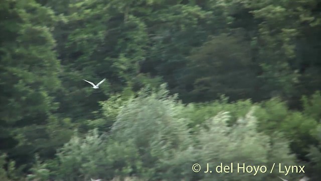 Речная крачка (hirundo/tibetana) - ML201452021