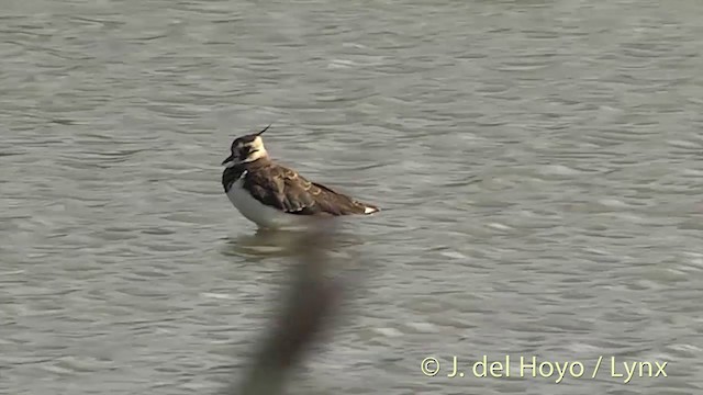 Northern Lapwing - ML201452051