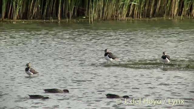 Northern Lapwing - ML201452061