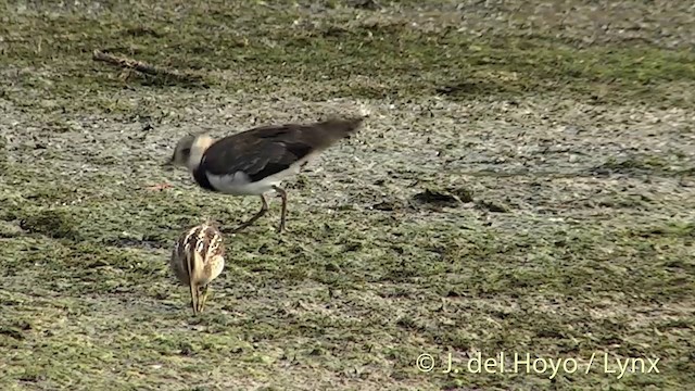 Northern Lapwing - ML201452071