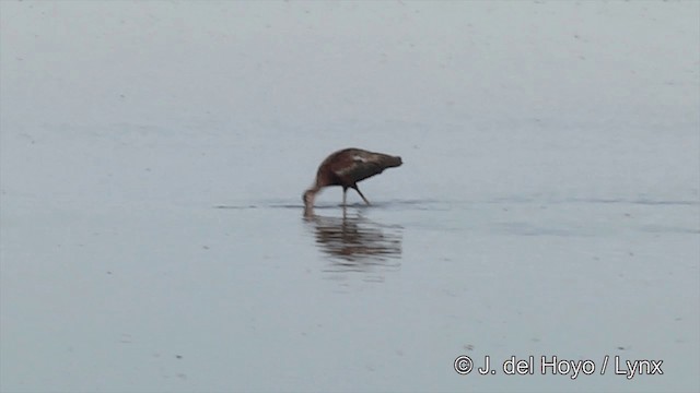 White-faced Ibis - ML201452101