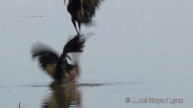 White-faced Ibis - ML201452111