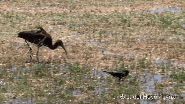 Brewer's Blackbird - ML201452171