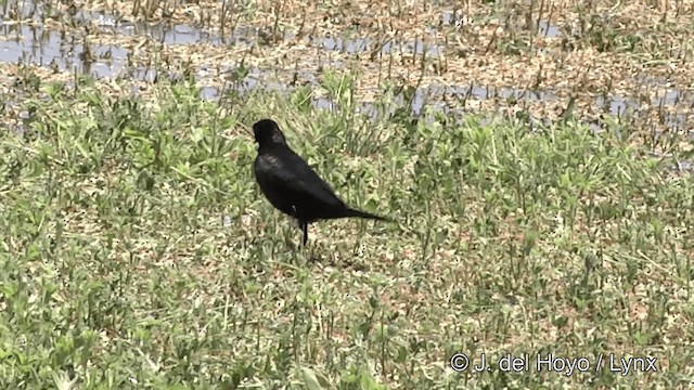 Brewer's Blackbird - ML201452181