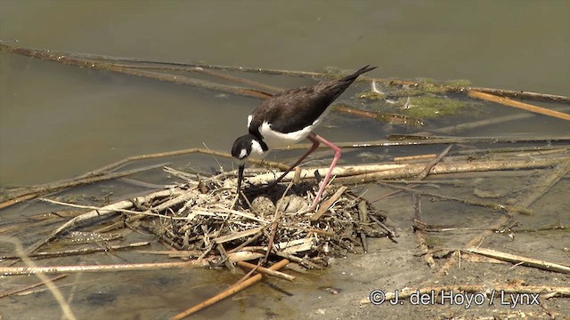 Black-necked Stilt (Black-necked) - ML201452201