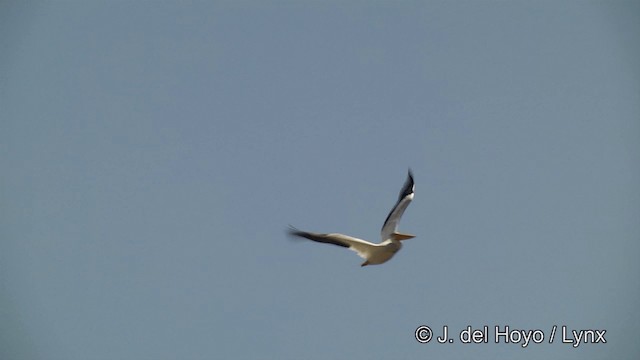 American White Pelican - ML201452271