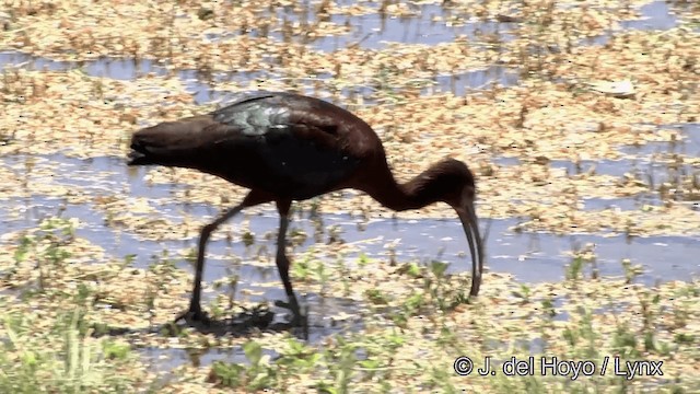 White-faced Ibis - ML201452291