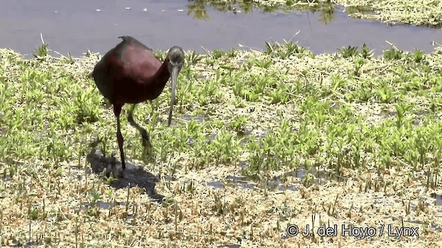 White-faced Ibis - ML201452301