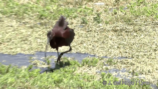 White-faced Ibis - ML201452311