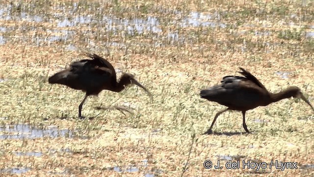 White-faced Ibis - ML201452321