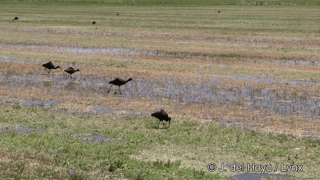 White-faced Ibis - ML201452331