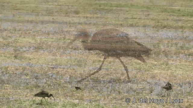 White-faced Ibis - ML201452341