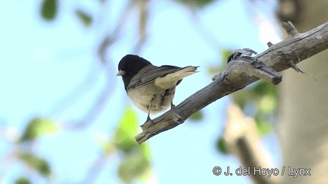 Dark-eyed Junco (Oregon) - ML201452361