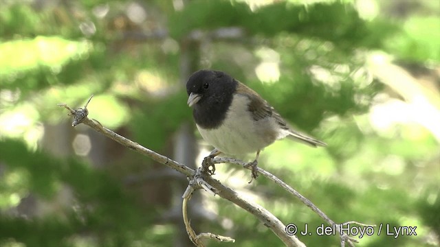 Dark-eyed Junco (Oregon) - ML201452371