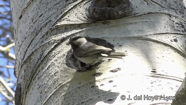 Mountain Chickadee (Rocky Mts.) - ML201452381