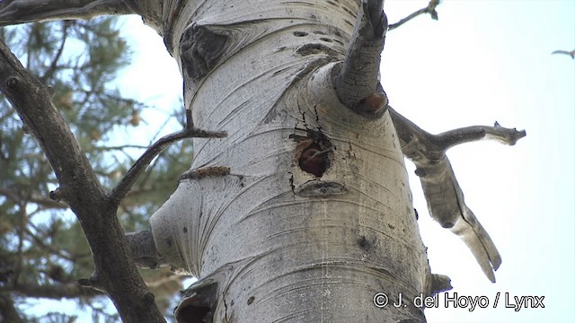 Red-breasted Sapsucker (daggetti) - ML201452391