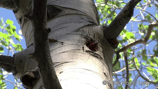 Pic à poitrine rouge (daggetti) - ML201452401