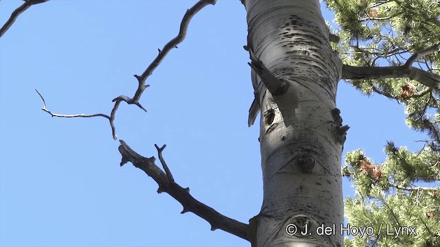 Red-breasted Sapsucker (daggetti) - ML201452421