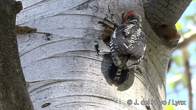 rødbrystsevjespett (daggetti) - ML201452431