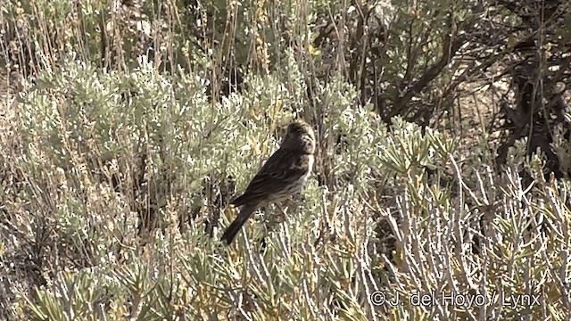 Cassin's Finch - ML201452441