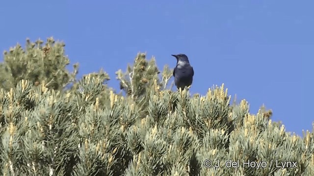 Pinyon Jay - ML201452451