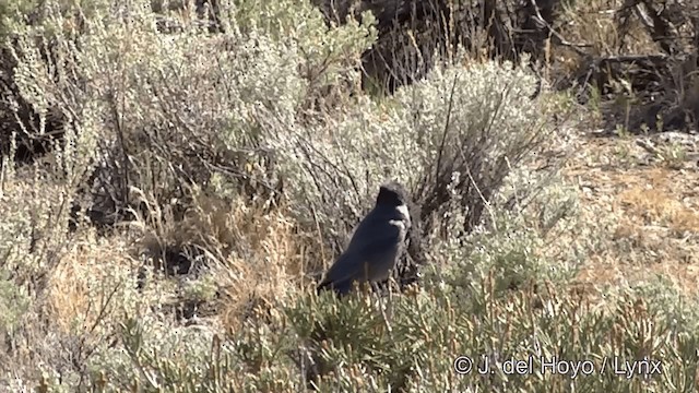 Pinyon Jay - ML201452461