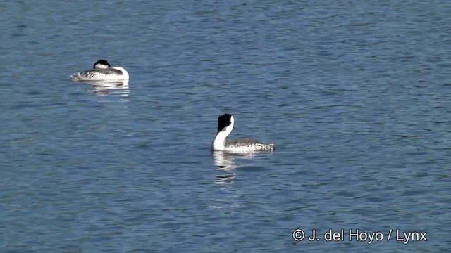 Clark's Grebe - ML201452521